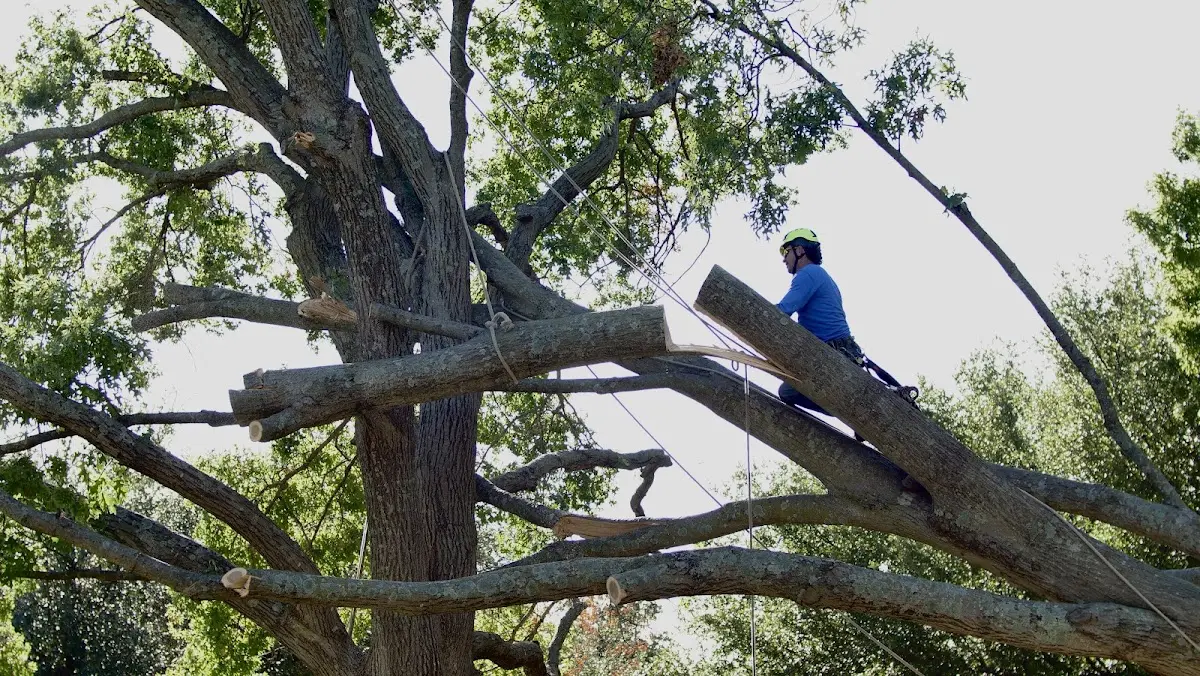 Professional Hazardous Tree Removal performed by certified arborists in Freeland