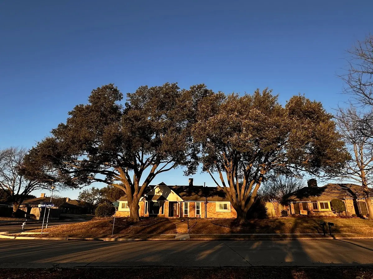 Established residential canopy tree shading a home in Freeland